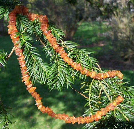 Amber Necklace ANECK03