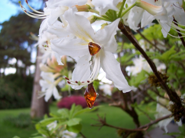 Amber Silver Earrings to stick ES2062