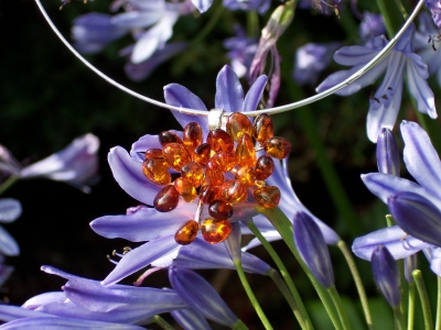 Amber Silver Pendant PE1023